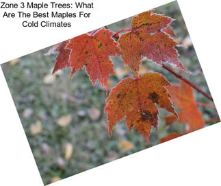 Zone 3 Maple Trees: What Are The Best Maples For Cold Climates