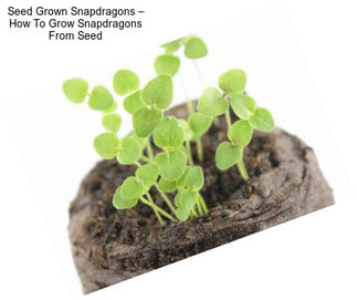 Seed Grown Snapdragons – How To Grow Snapdragons From Seed