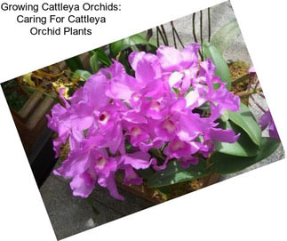 Growing Cattleya Orchids: Caring For Cattleya Orchid Plants