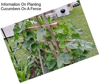 Information On Planting Cucumbers On A Fence