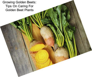 Growing Golden Beets: Tips On Caring For Golden Beet Plants