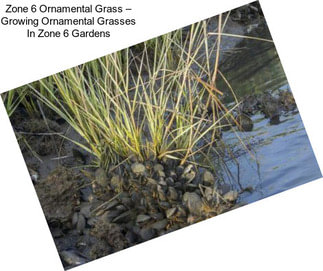 Zone 6 Ornamental Grass – Growing Ornamental Grasses In Zone 6 Gardens