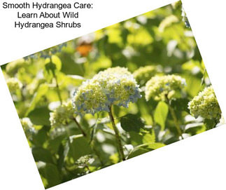 Smooth Hydrangea Care: Learn About Wild Hydrangea Shrubs