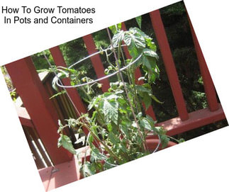 How To Grow Tomatoes In Pots and Containers