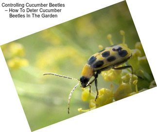 Controlling Cucumber Beetles – How To Deter Cucumber Beetles In The Garden