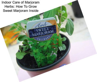 Indoor Care of Marjoram Herbs: How To Grow Sweet Marjoram Inside