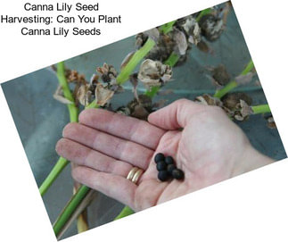 Canna Lily Seed Harvesting: Can You Plant Canna Lily Seeds