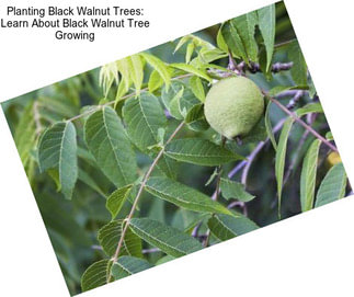 Planting Black Walnut Trees: Learn About Black Walnut Tree Growing