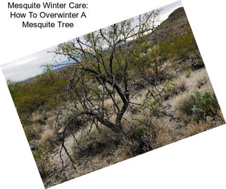 Mesquite Winter Care: How To Overwinter A Mesquite Tree