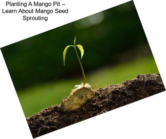 Planting A Mango Pit – Learn About Mango Seed Sprouting