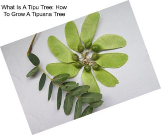 What Is A Tipu Tree: How To Grow A Tipuana Tree