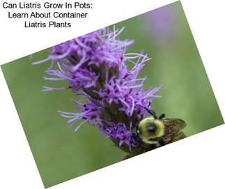 Can Liatris Grow In Pots: Learn About Container Liatris Plants