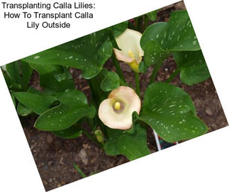 Transplanting Calla Lilies: How To Transplant Calla Lily Outside