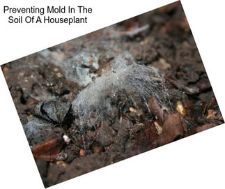 Preventing Mold In The Soil Of A Houseplant