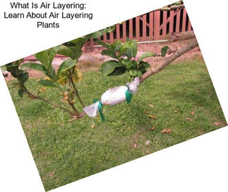 What Is Air Layering: Learn About Air Layering Plants