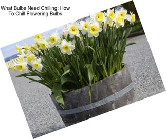 What Bulbs Need Chilling: How To Chill Flowering Bulbs