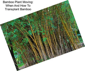 Bamboo Plant Moving: When And How To Transplant Bamboo