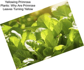Yellowing Primrose Plants: Why Are Primrose Leaves Turning Yellow
