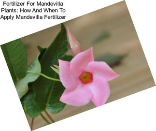 Fertilizer For Mandevilla Plants: How And When To Apply Mandevilla Fertilizer