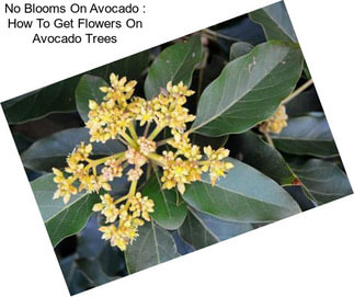 No Blooms On Avocado : How To Get Flowers On Avocado Trees