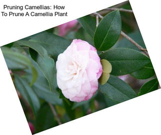 Pruning Camellias: How To Prune A Camellia Plant