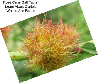 Rose Cane Gall Facts: Learn About Cynipid Wasps And Roses
