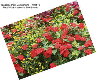 Impatiens Plant Companions – What To Plant With Impatiens In The Garden