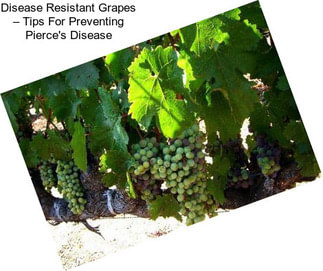 Disease Resistant Grapes – Tips For Preventing Pierce\'s Disease