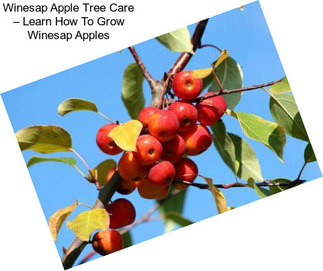 Winesap Apple Tree Care – Learn How To Grow Winesap Apples