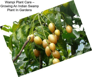 Wampi Plant Care – Growing An Indian Swamp Plant In Gardens