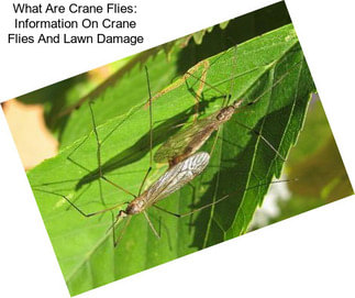 What Are Crane Flies: Information On Crane Flies And Lawn Damage
