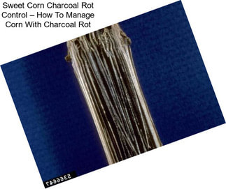 Sweet Corn Charcoal Rot Control – How To Manage Corn With Charcoal Rot