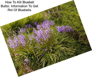 How To Kill Bluebell Bulbs: Information To Get Rid Of Bluebells