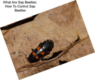 What Are Sap Beetles: How To Control Sap Beetles