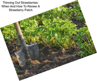 Thinning Out Strawberries: When And How To Renew A Strawberry Patch
