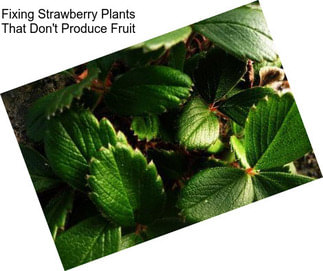 Fixing Strawberry Plants That Don\'t Produce Fruit