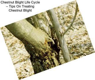 Chestnut Blight Life Cycle – Tips On Treating Chestnut Blight