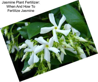 Jasmine Plant Fertilizer: When And How To Fertilize Jasmine