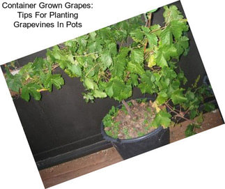 Container Grown Grapes: Tips For Planting Grapevines In Pots