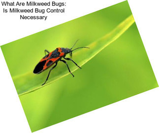 What Are Milkweed Bugs: Is Milkweed Bug Control Necessary