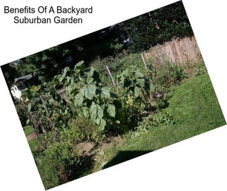 Benefits Of A Backyard Suburban Garden