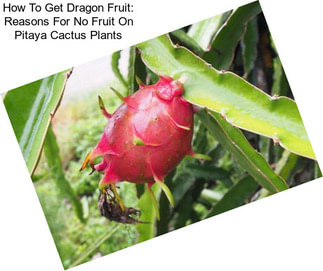 How To Get Dragon Fruit: Reasons For No Fruit On Pitaya Cactus Plants