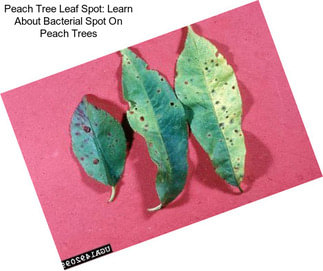 Peach Tree Leaf Spot: Learn About Bacterial Spot On Peach Trees