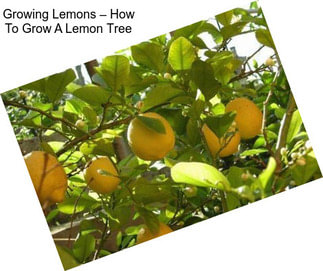 Growing Lemons – How To Grow A Lemon Tree