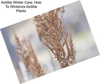Astilbe Winter Care: How To Winterize Astilbe Plants