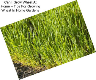 Can I Grow Wheat At Home – Tips For Growing Wheat In Home Gardens