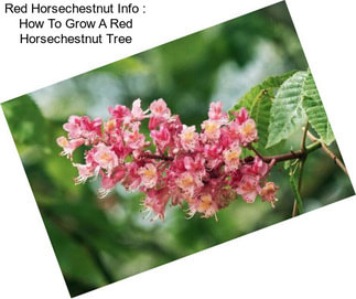 Red Horsechestnut Info : How To Grow A Red Horsechestnut Tree