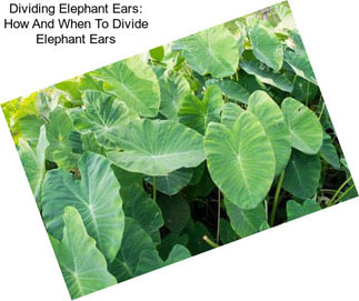 Dividing Elephant Ears: How And When To Divide Elephant Ears