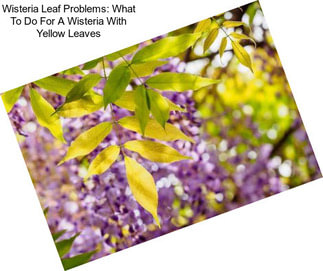 Wisteria Leaf Problems: What To Do For A Wisteria With Yellow Leaves