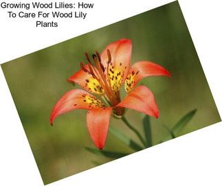 Growing Wood Lilies: How To Care For Wood Lily Plants